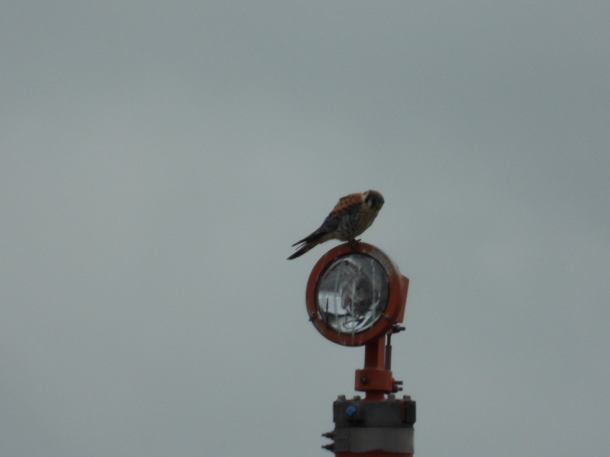 American Kestrel - ML243573961