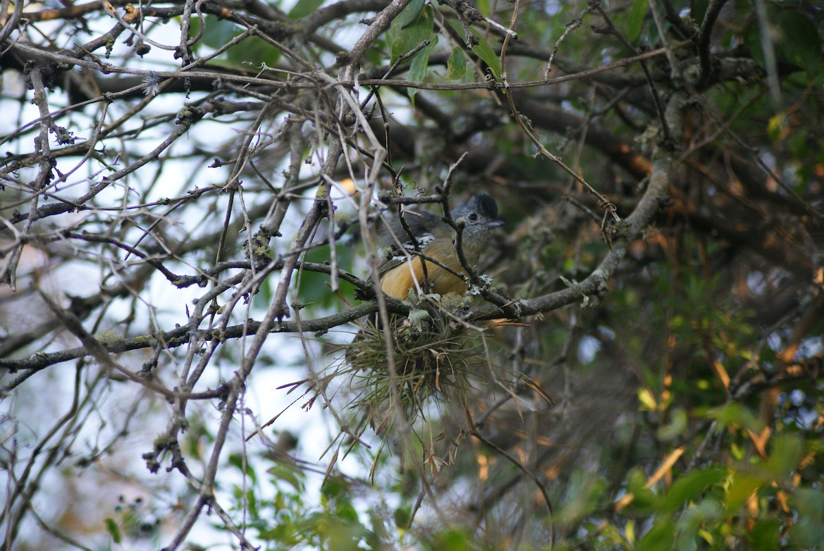 Variable Antshrike - ML243575131