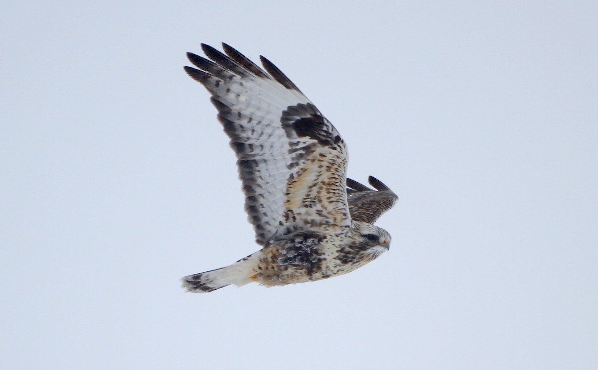 Rough-legged Hawk - Jerry Liguori