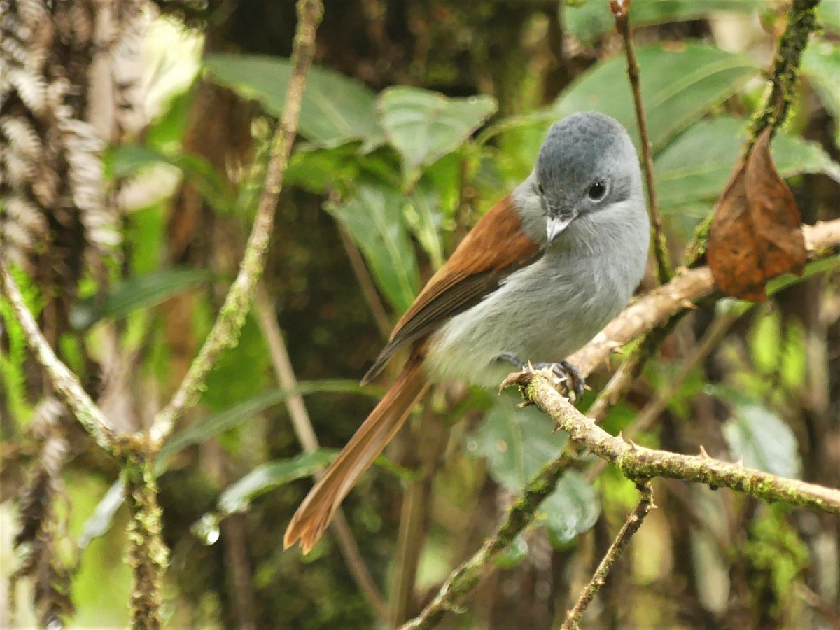 Mascarene Paradise-Flycatcher - ML243575701