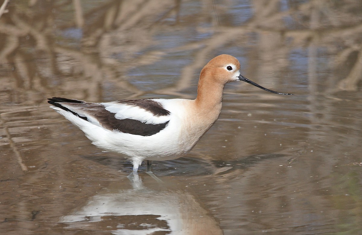 American Avocet - Tim Avery