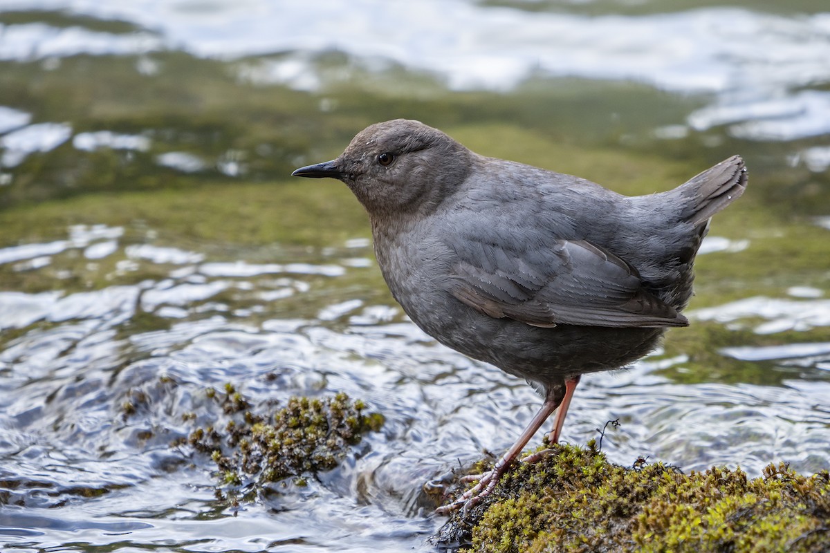 American Dipper - ML243576981