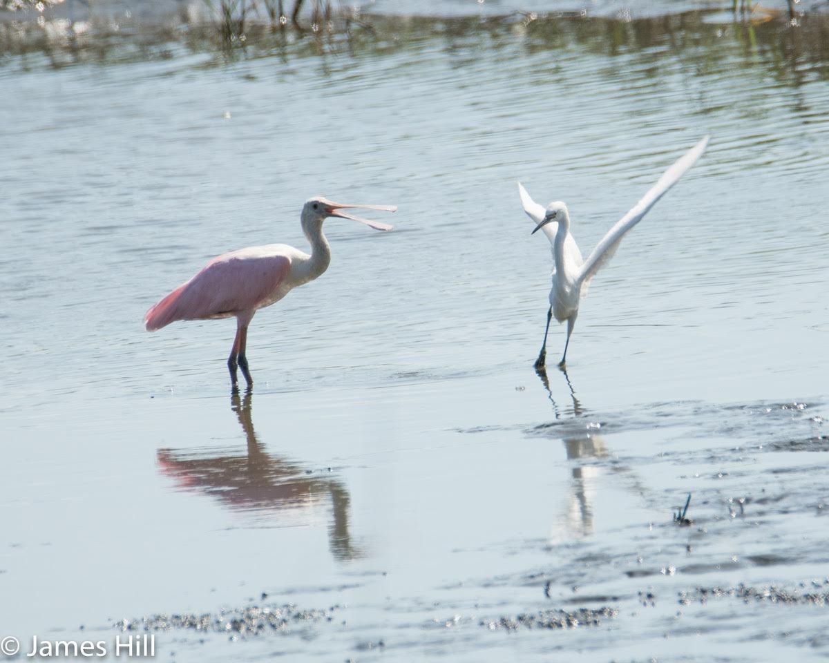 Roseate Spoonbill - ML243577301