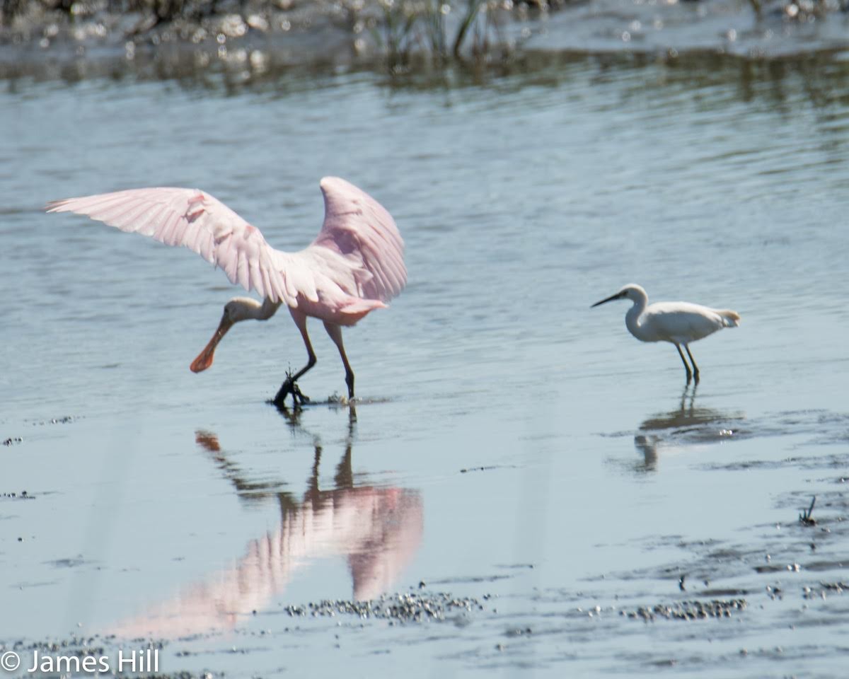 Roseate Spoonbill - ML243577321