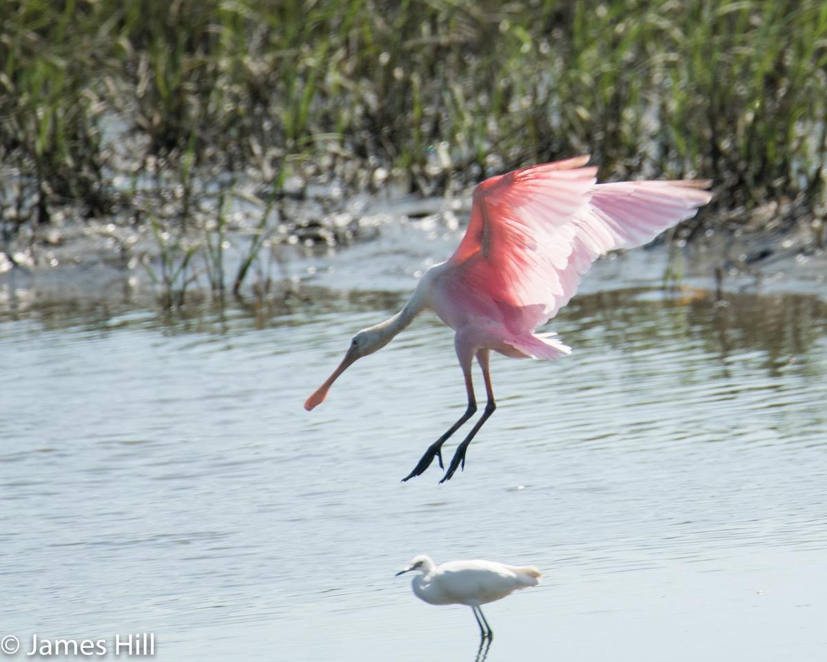 Roseate Spoonbill - ML243577331