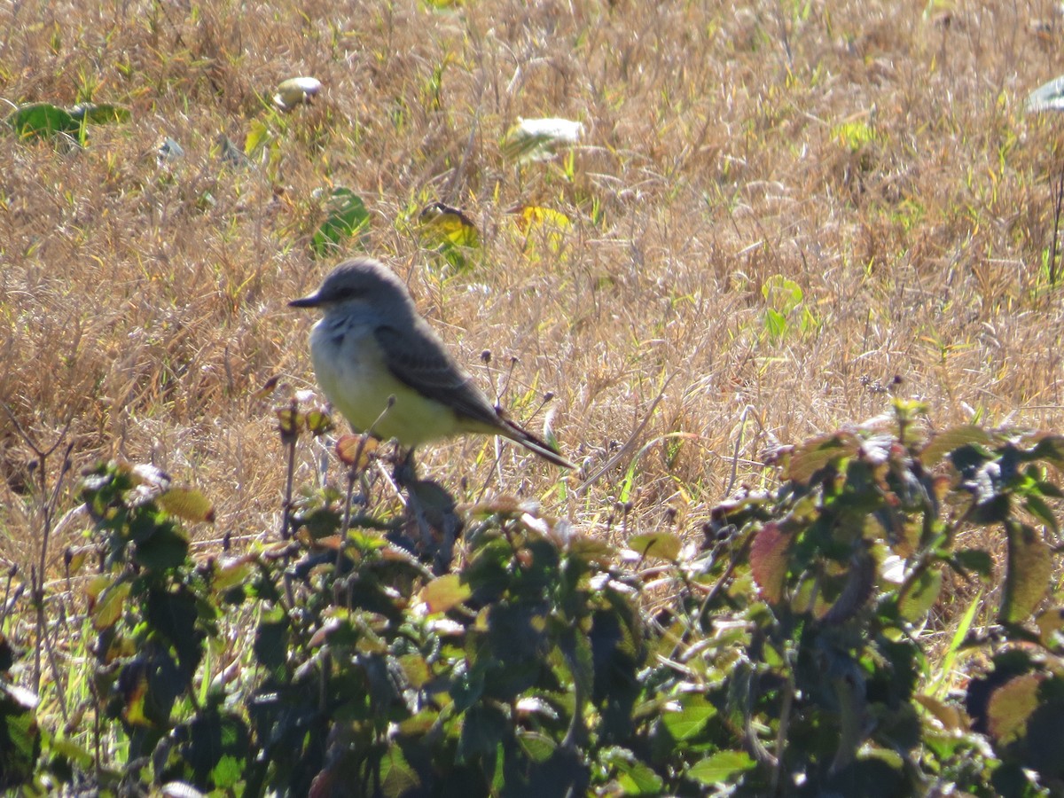 Western Kingbird - ML24357781