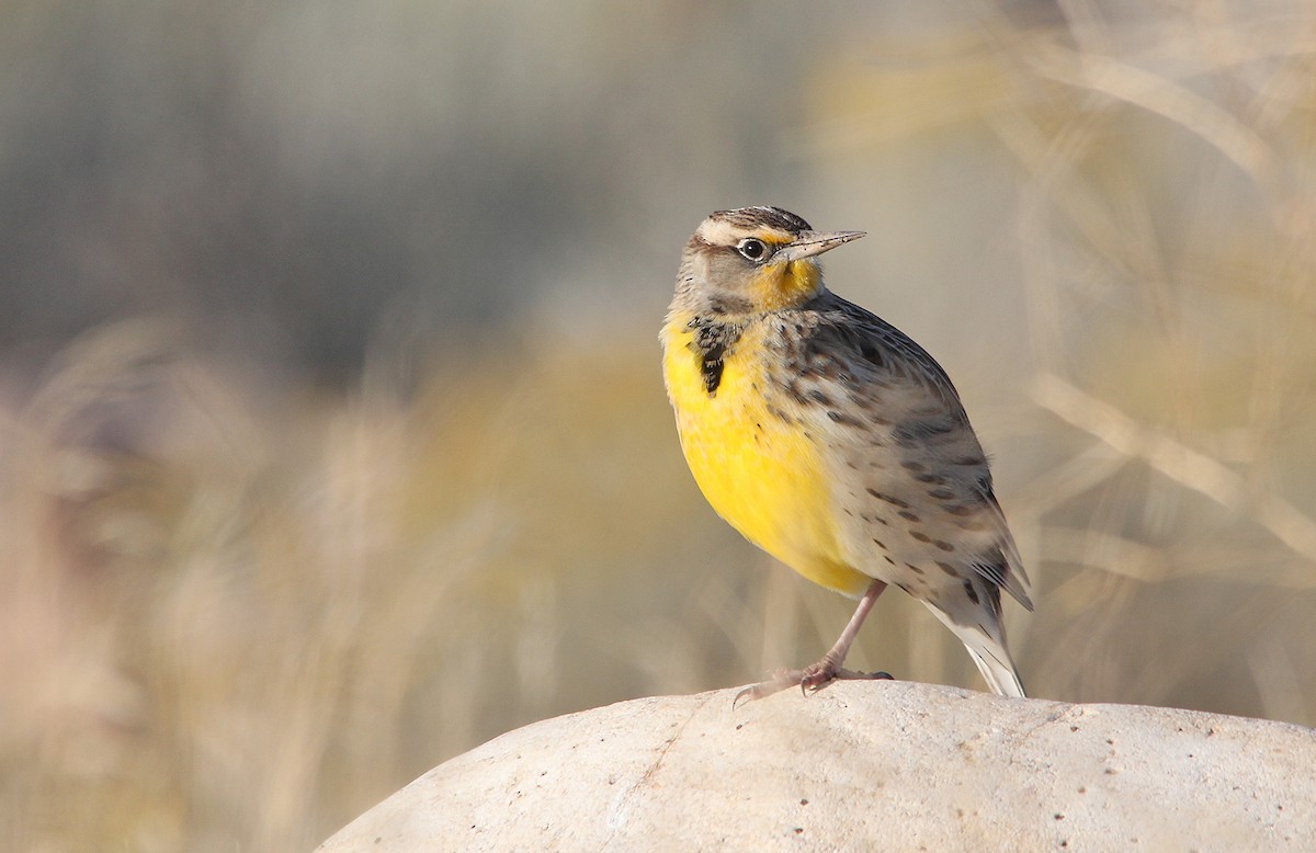 Western Meadowlark - ML243577991