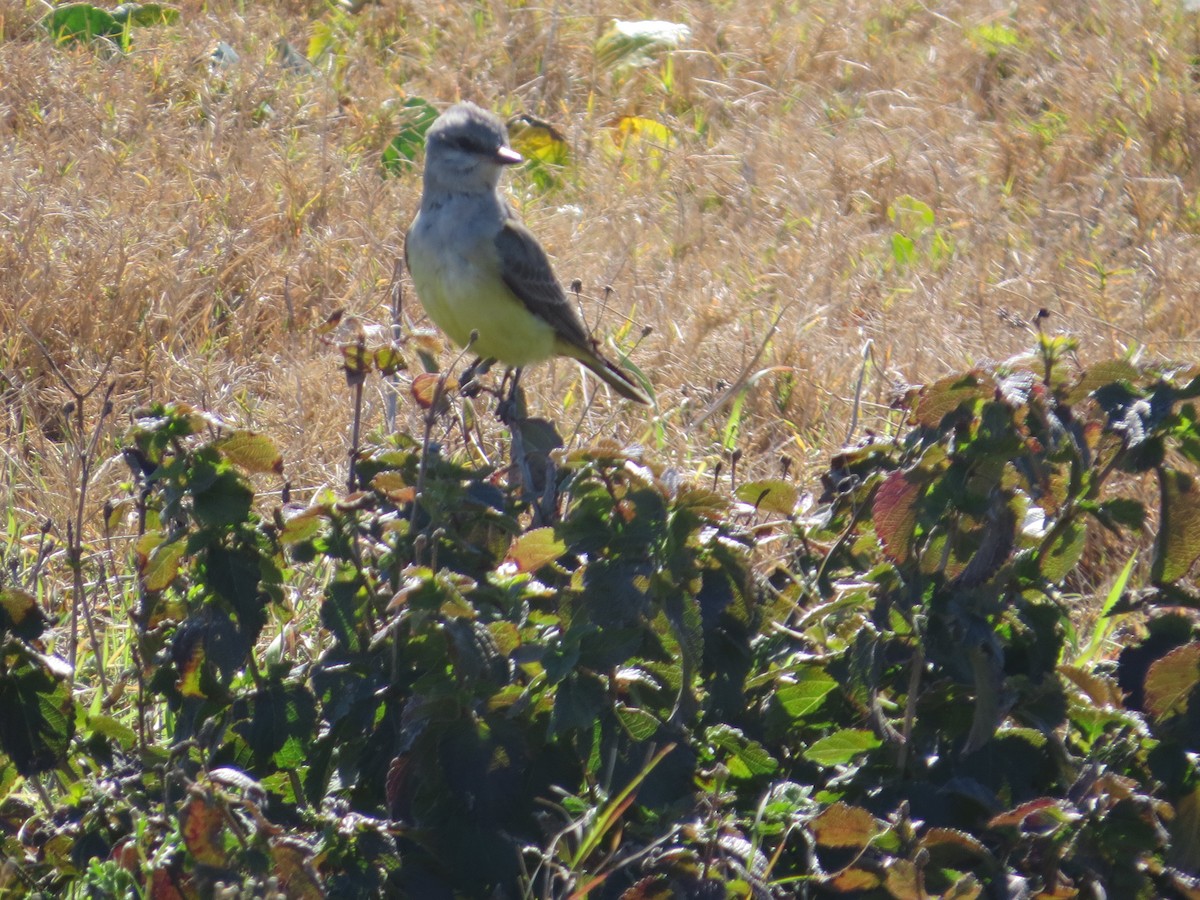 Western Kingbird - ML24357831