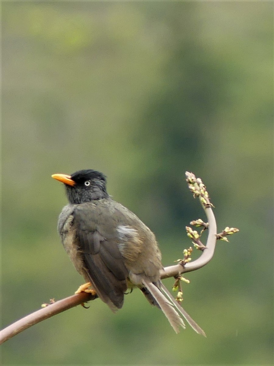 Reunion Bulbul - Odile Maliet