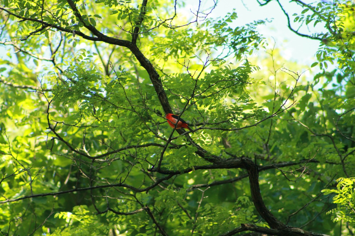 Scarlet Tanager - ML243581691