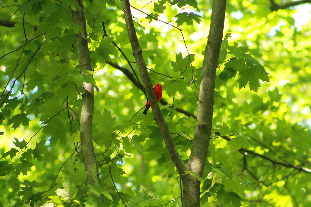 Scarlet Tanager - ML243581721