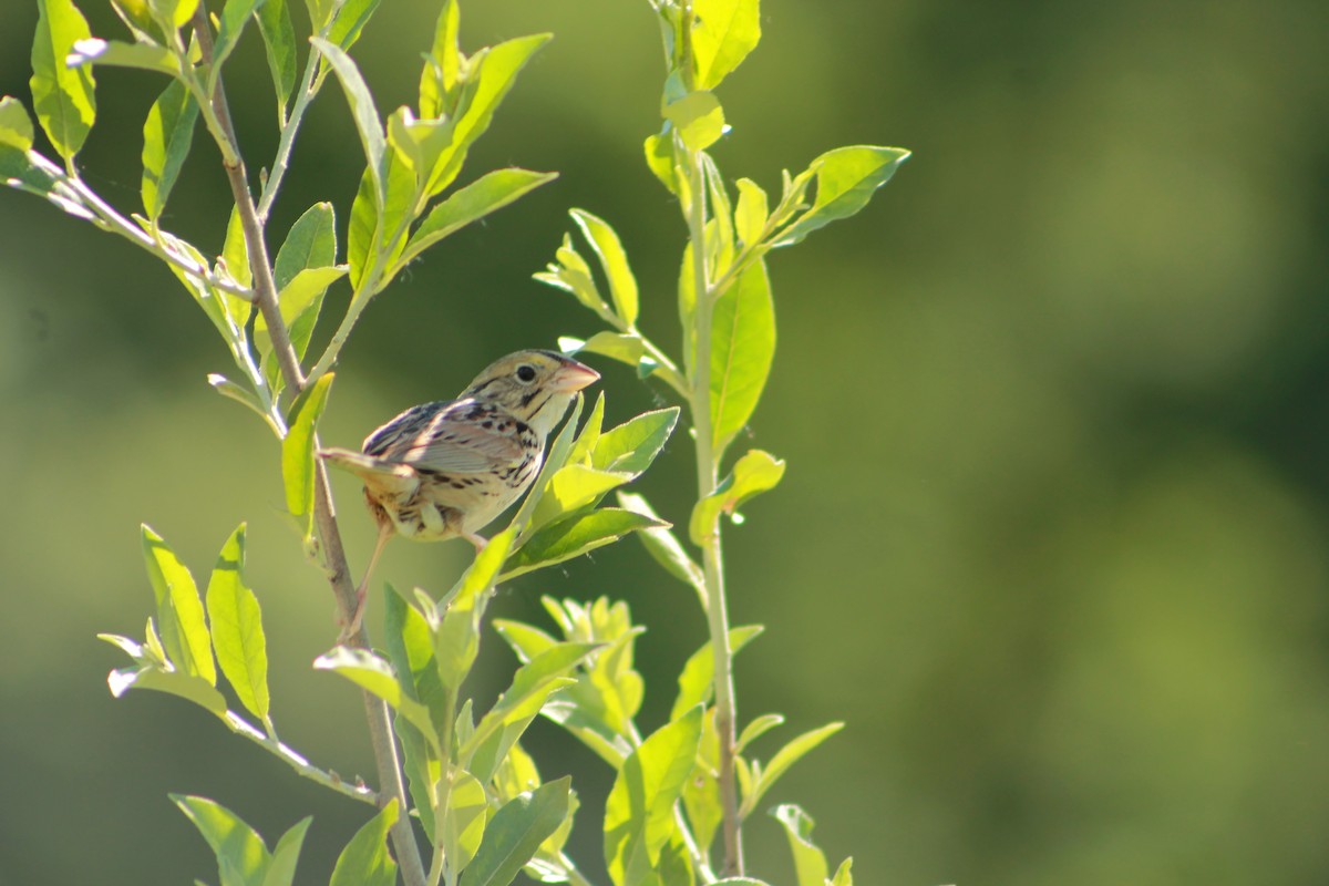 Henslow's Sparrow - ML243581971