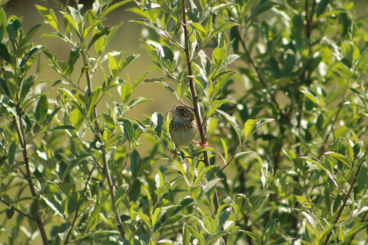 Henslow's Sparrow - ML243582001