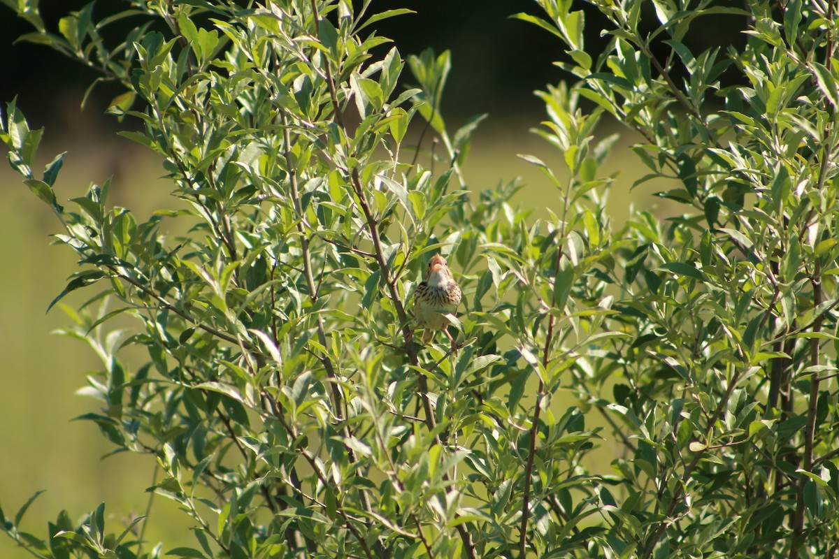 Henslow's Sparrow - ML243582021