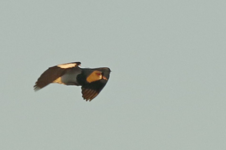 Southern Lapwing - ML243582601