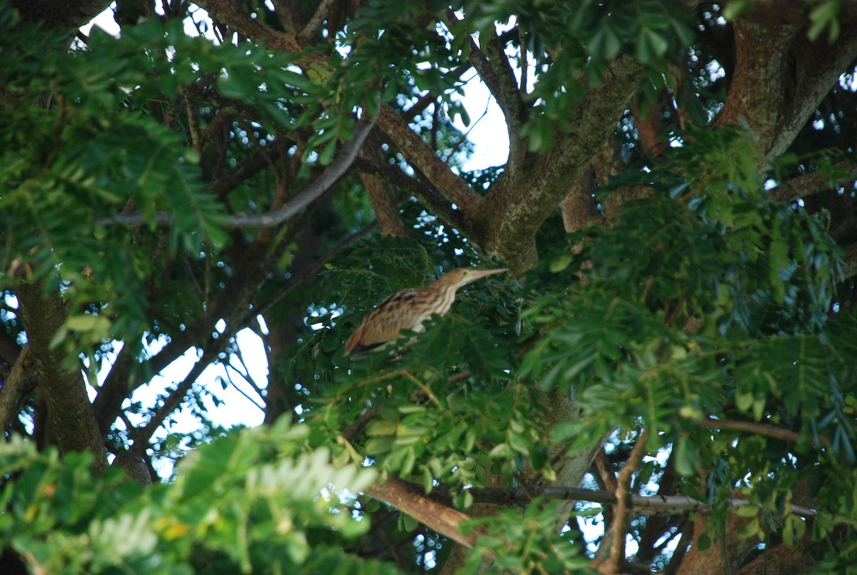 Yellow Bittern - ML243582821