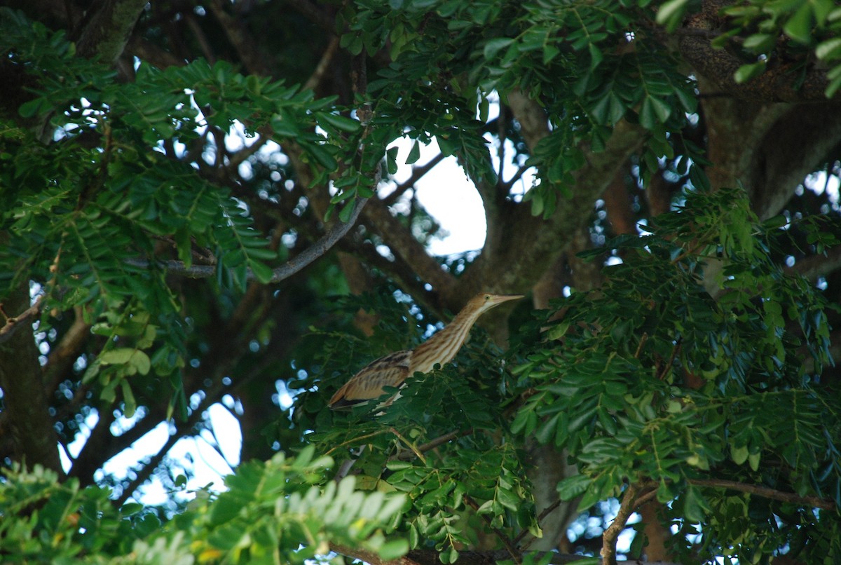 Yellow Bittern - ML243582831
