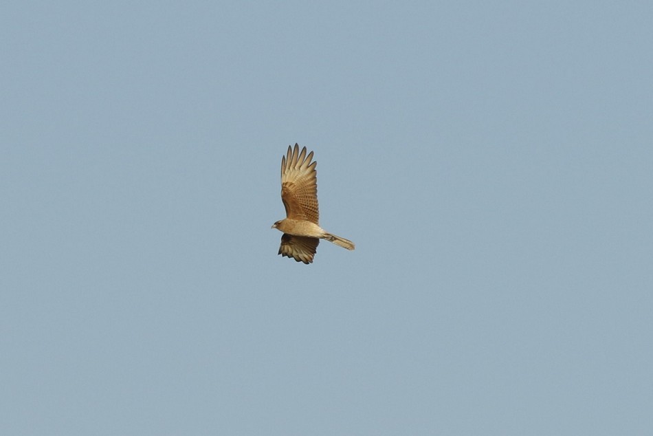 Chimango Caracara - ML243582981