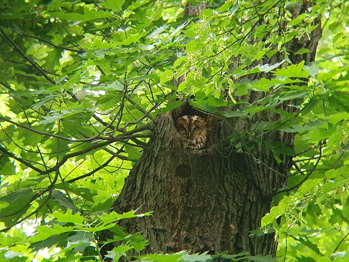 Tawny Owl - ML243585101