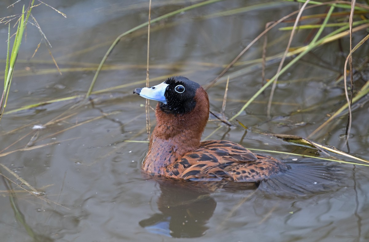 Masked Duck - ML243588061