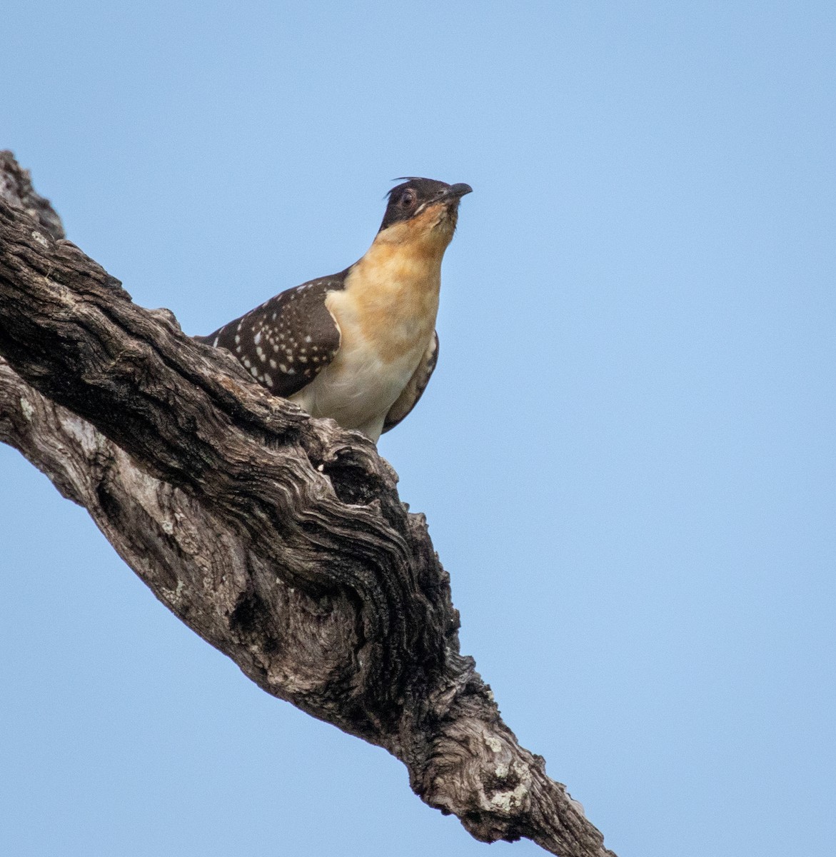 Great Spotted Cuckoo - ML243588231