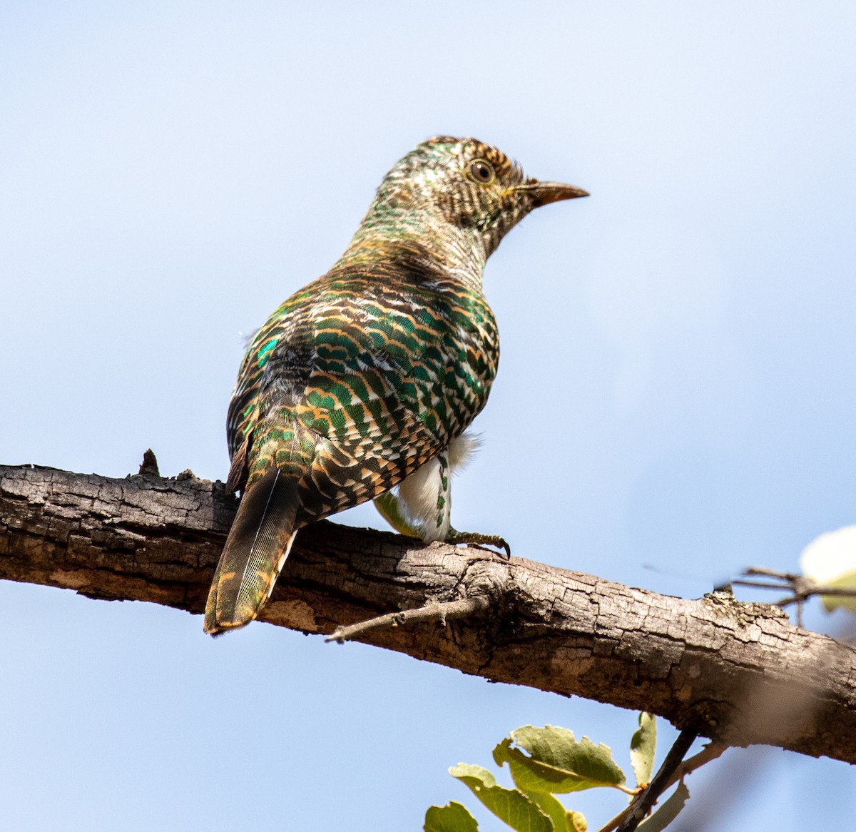 African Emerald Cuckoo - Tanya Hattingh