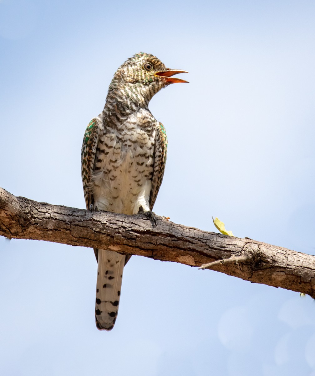 African Emerald Cuckoo - Tanya Hattingh