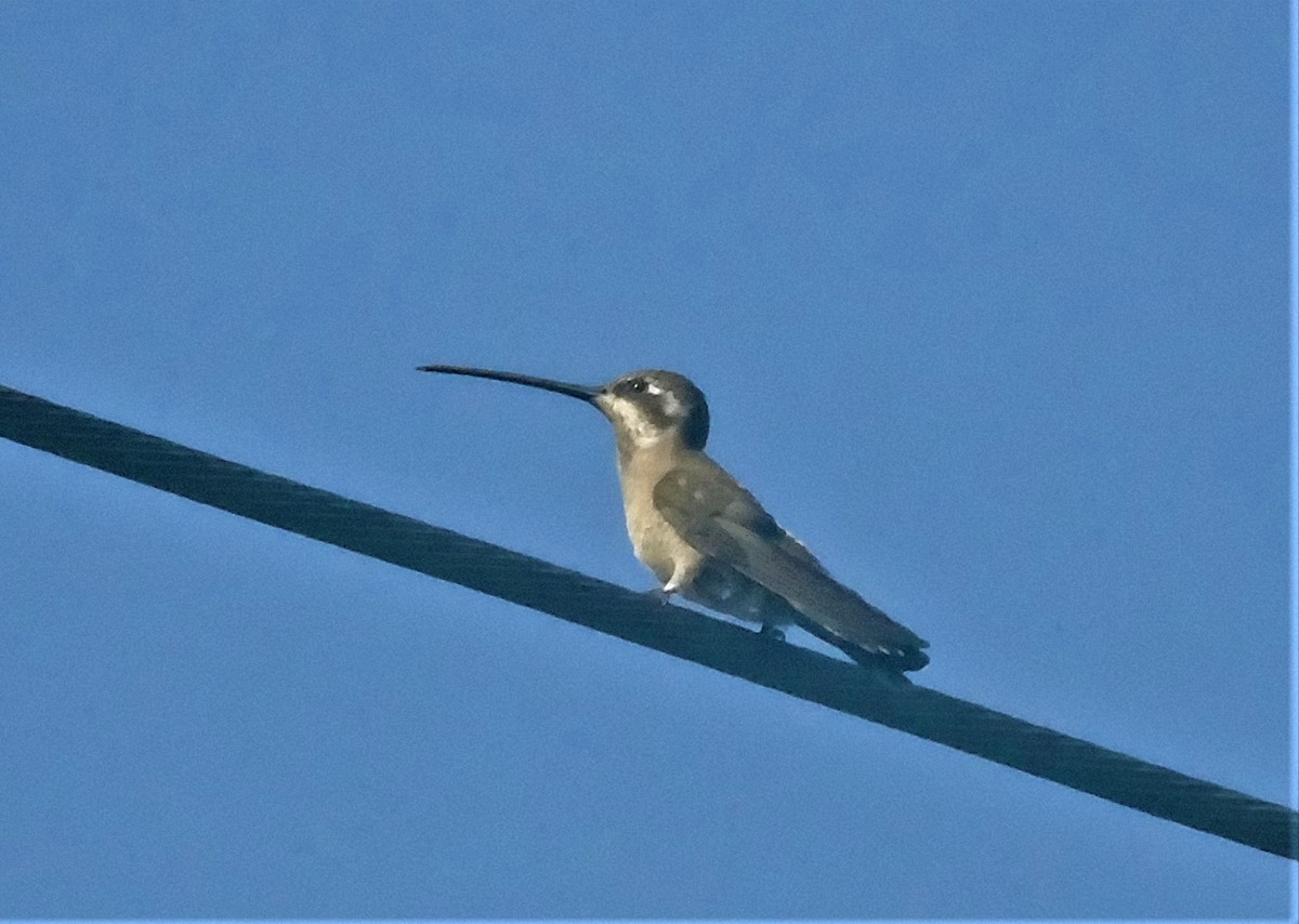 Plain-capped Starthroat - David Molina