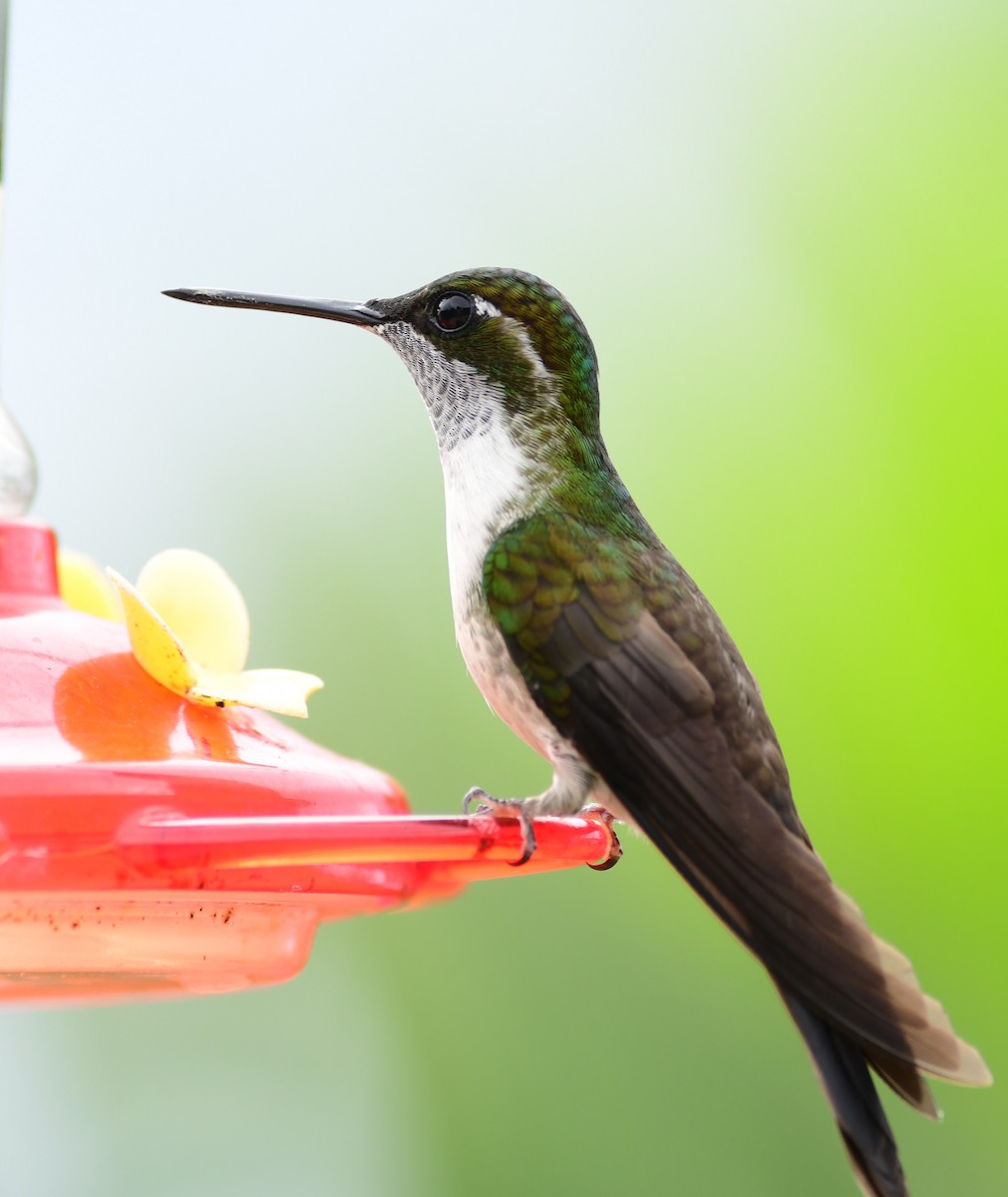 kolibřík salvadorský - ML243589521