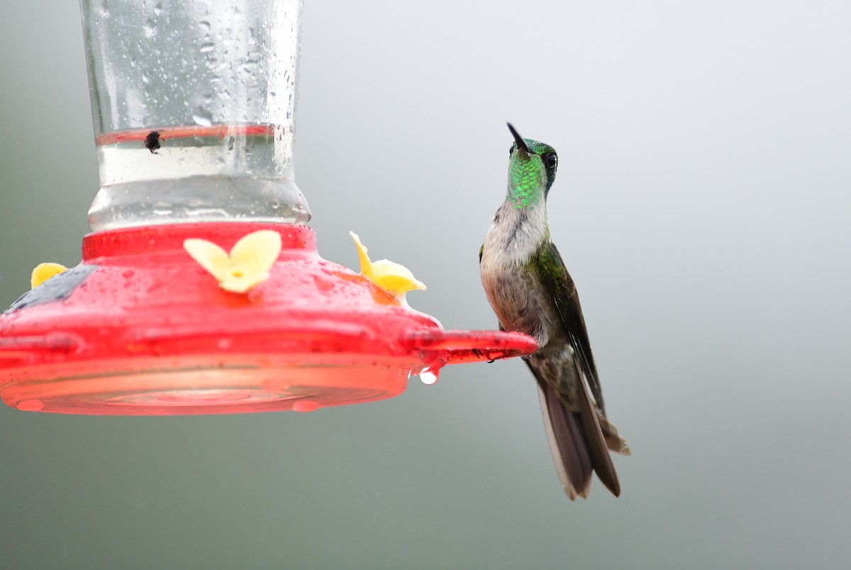 kolibřík salvadorský - ML243589551