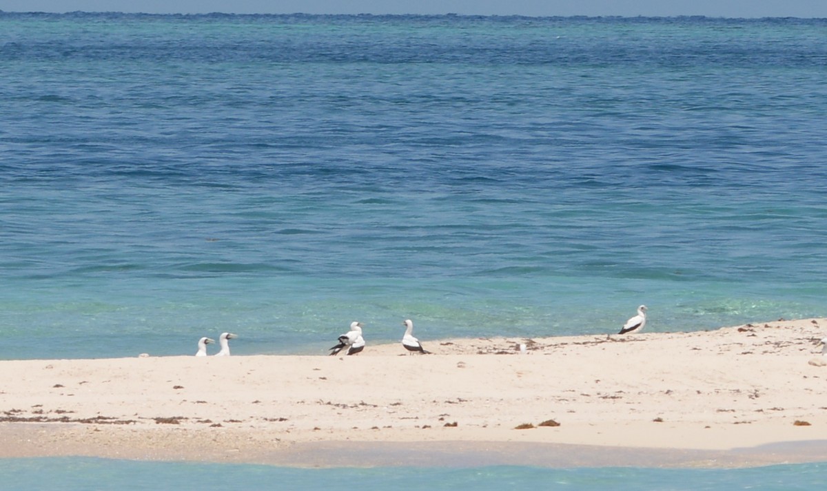 Masked Booby - ML243589561