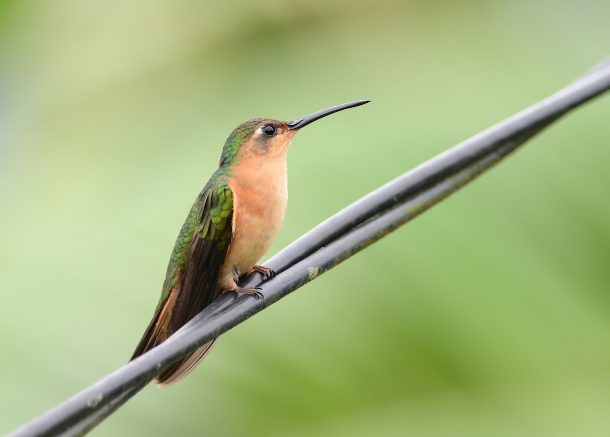 Rufous Sabrewing - ML243589941