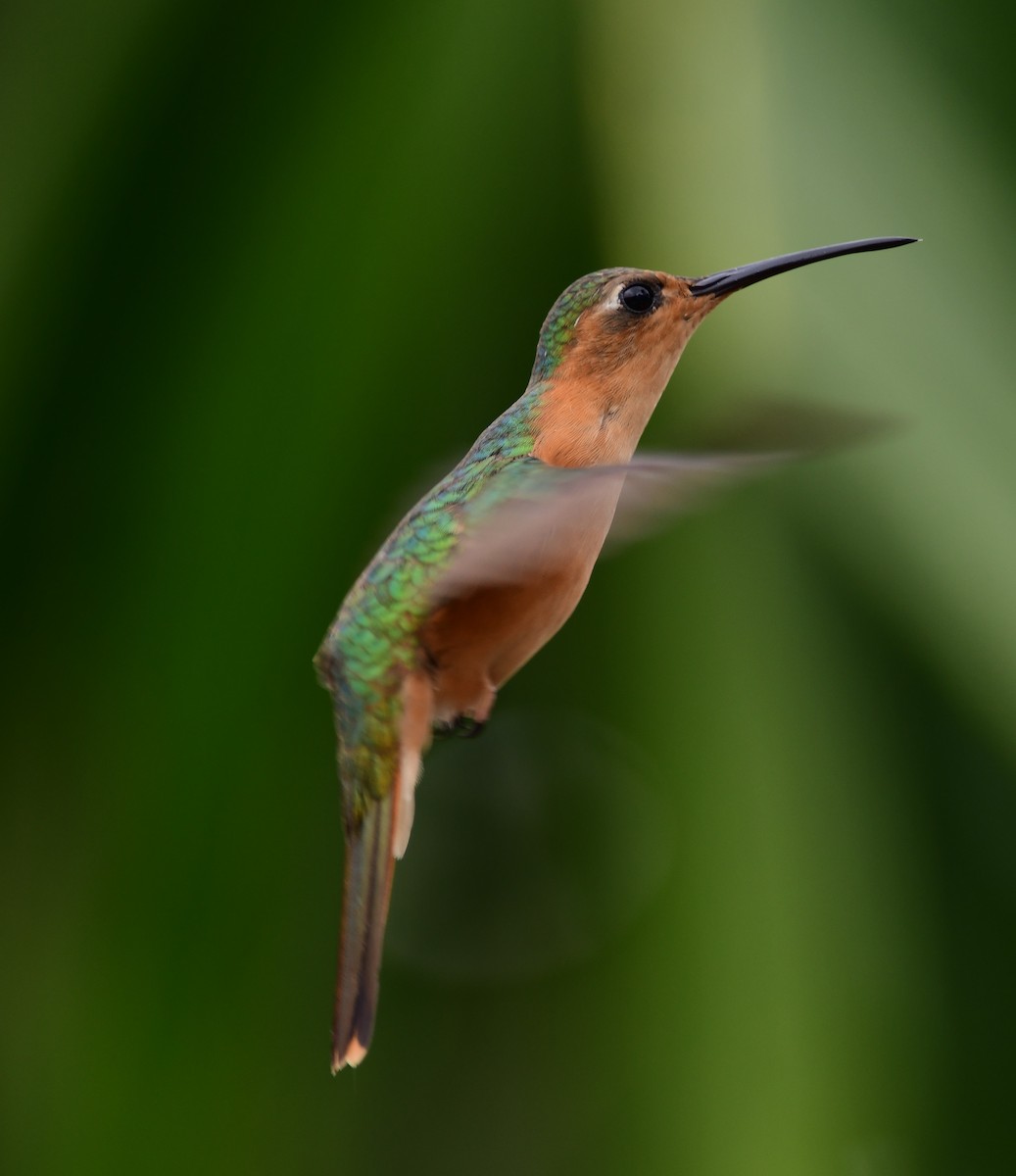 Rufous Sabrewing - ML243589981