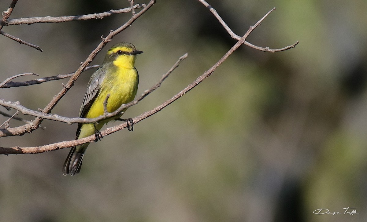 Yellow-browed Tyrant - Diego Trillo
