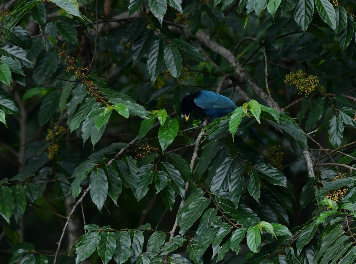 Bushy-crested Jay - ML243591051