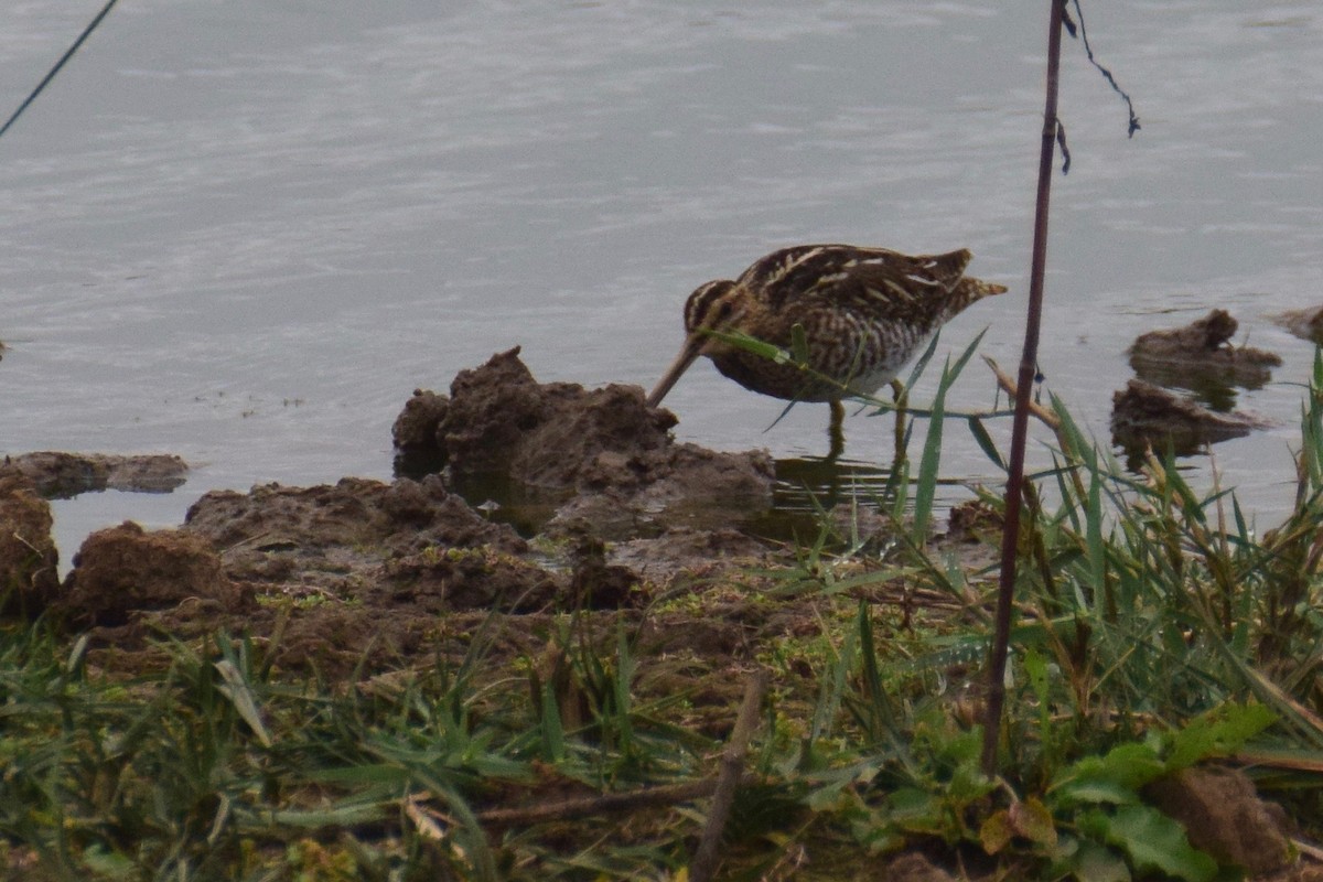 Common Snipe - ML243591301