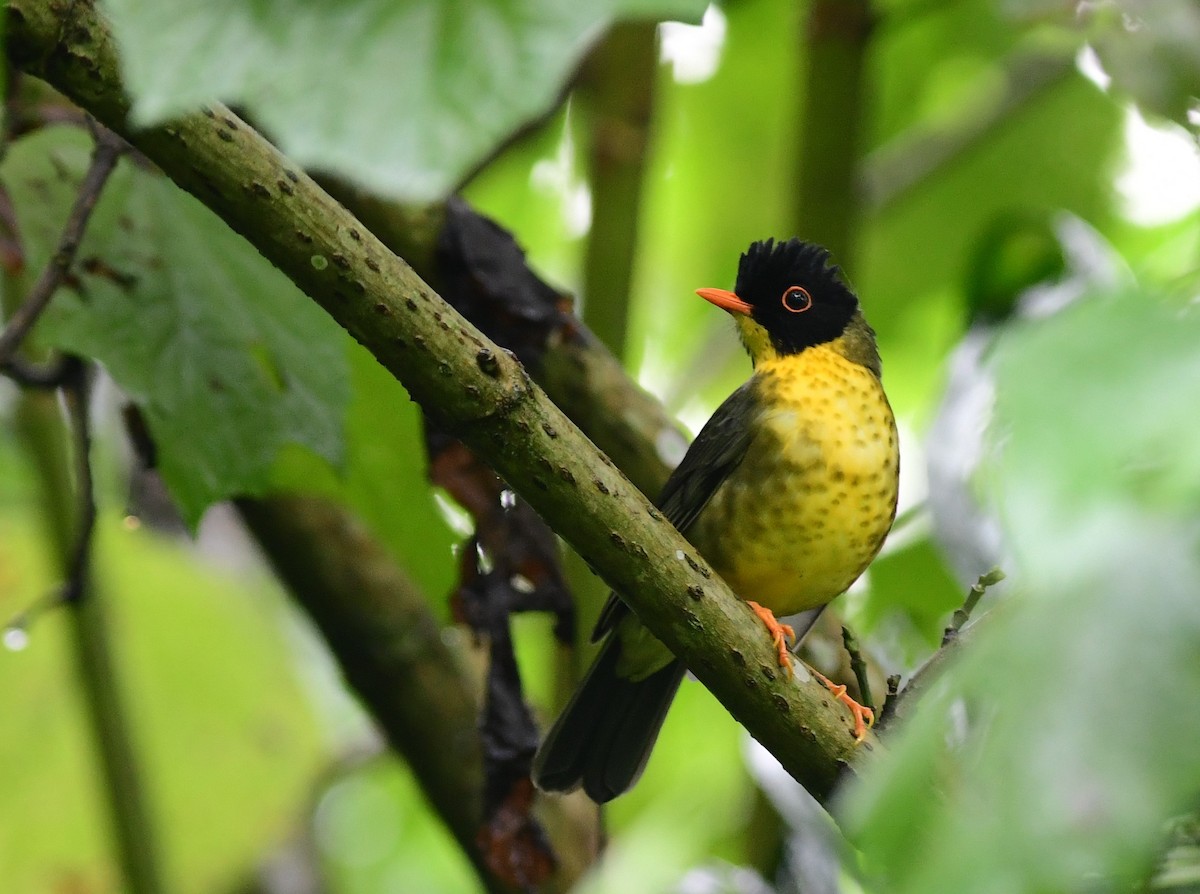 Yellow-throated Nightingale-Thrush - Brandon Nidiffer