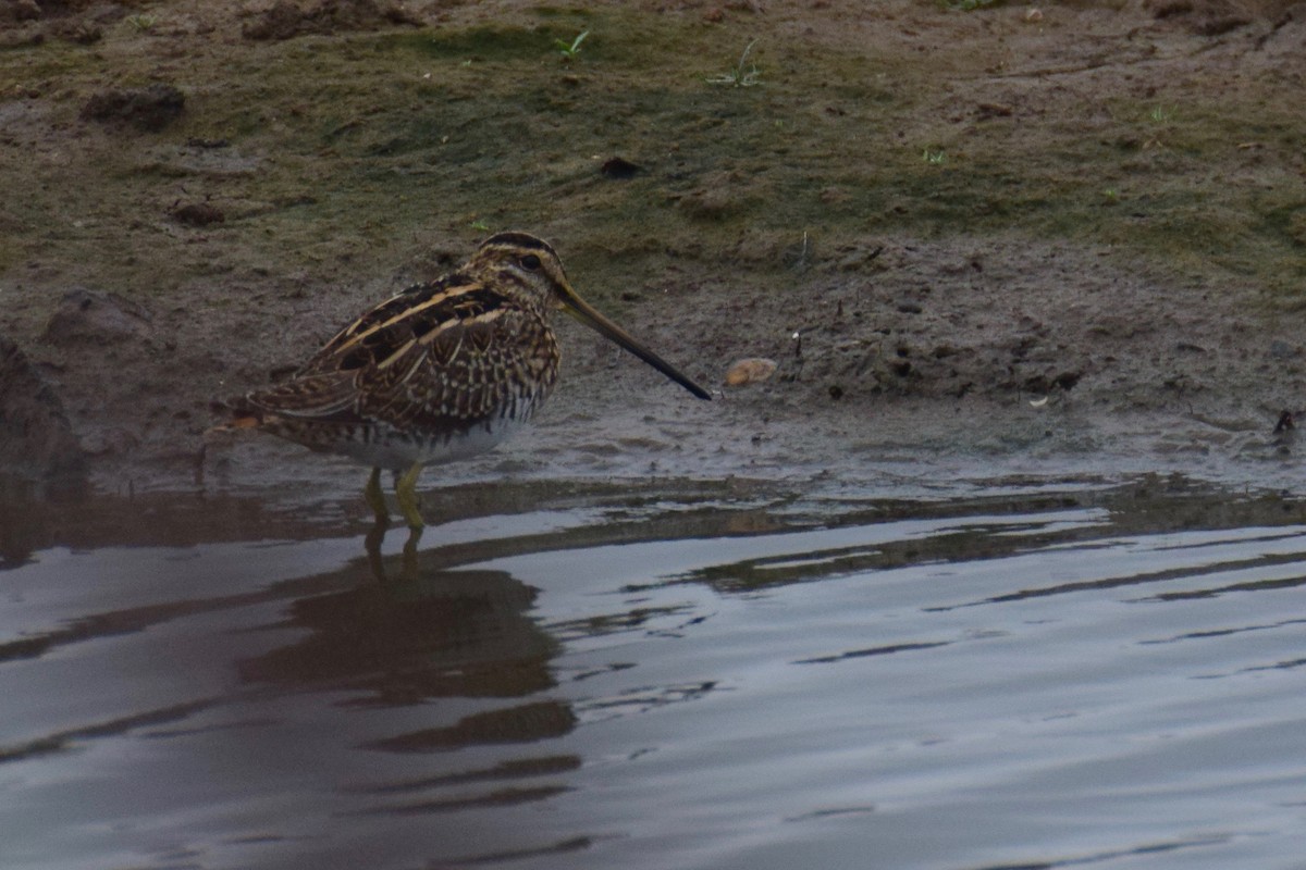 Common Snipe - ML243591781