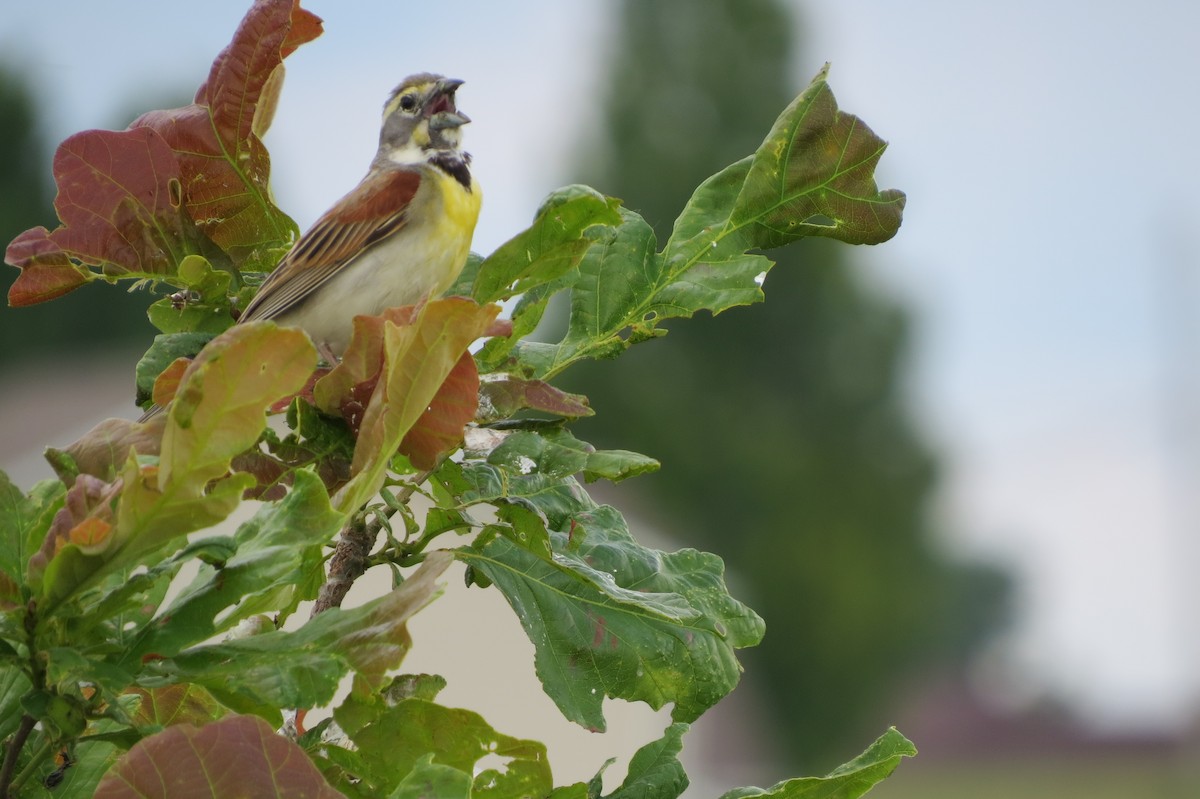 Dickcissel - ML243591961