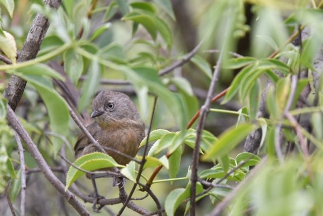 Wrentit - ML243592441