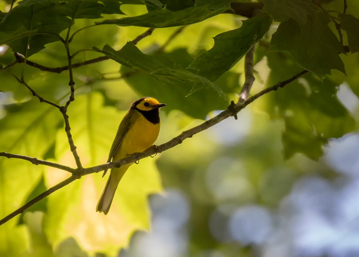 Hooded Warbler - ML243593141