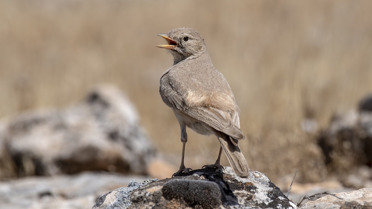 Desert Lark - ML243593911