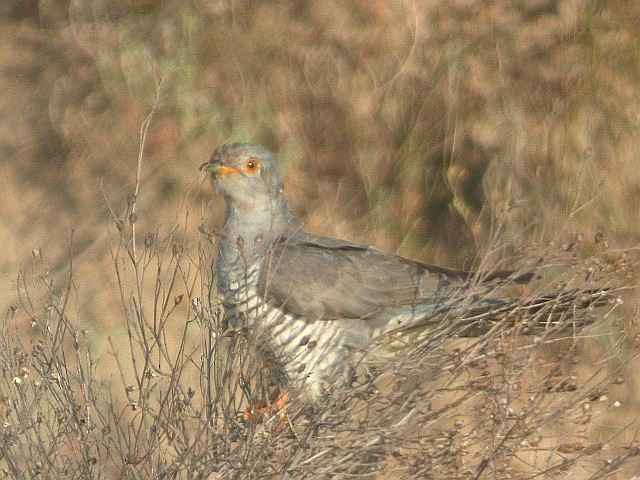 Common Cuckoo - ML243594781