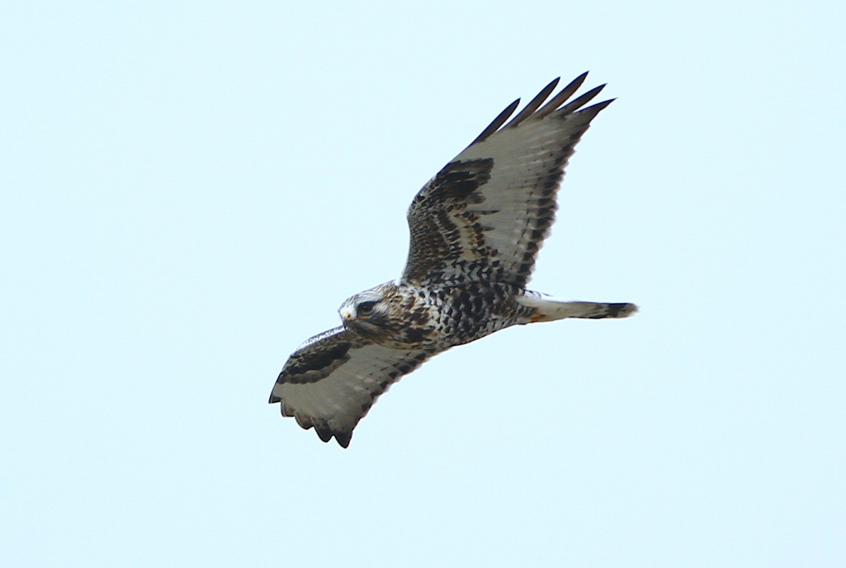 Rough-legged Hawk - ML243595751