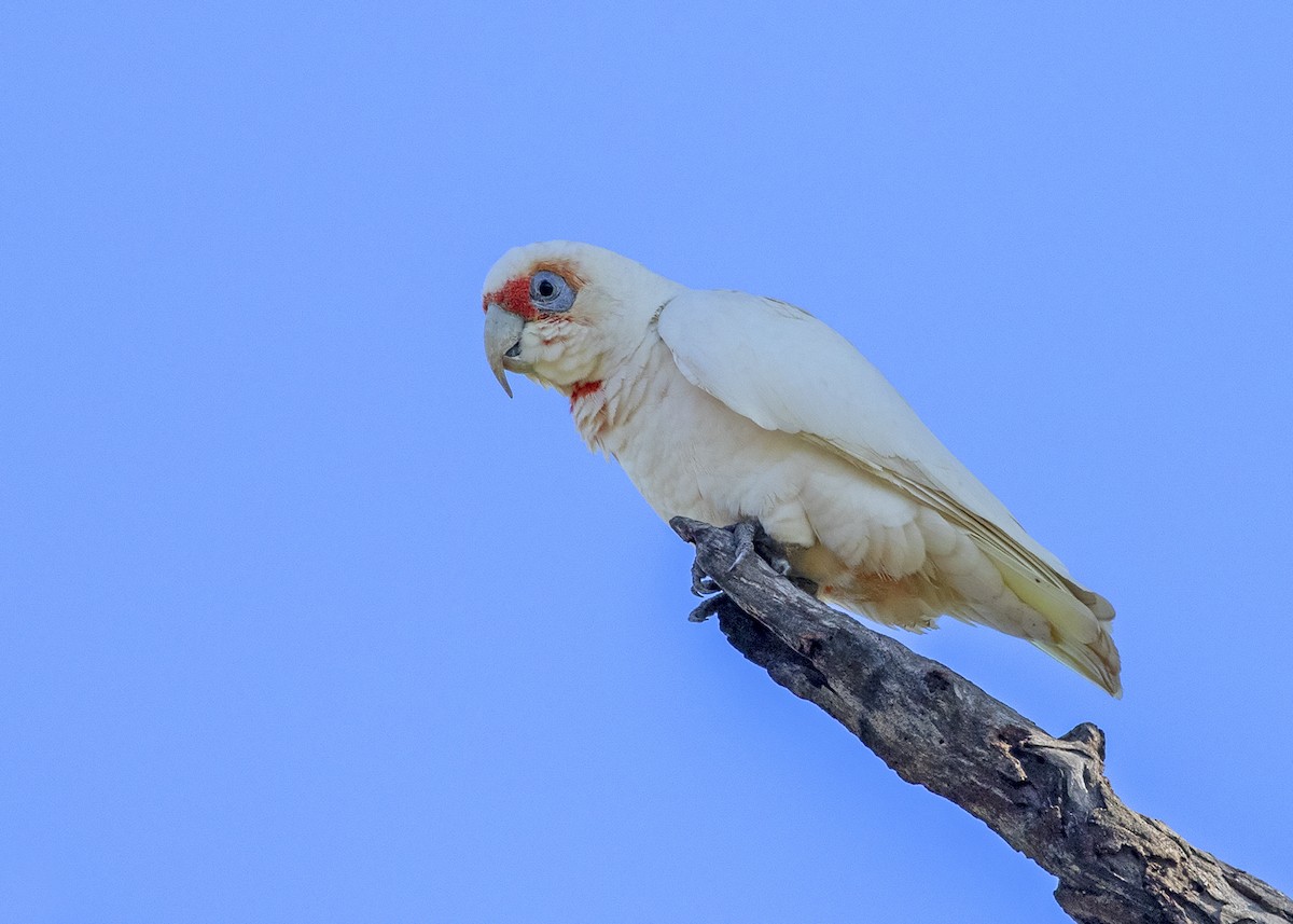 Long-billed Corella - ML243596751