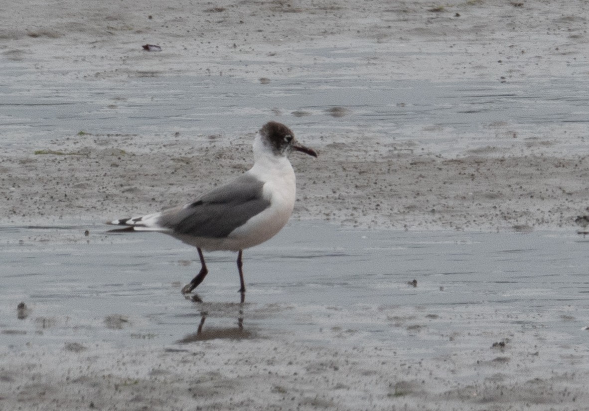 Franklin's Gull - ML243597351