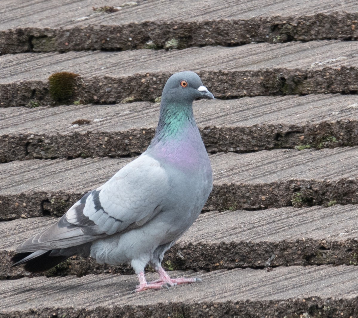 Rock Pigeon (Feral Pigeon) - ML243597481