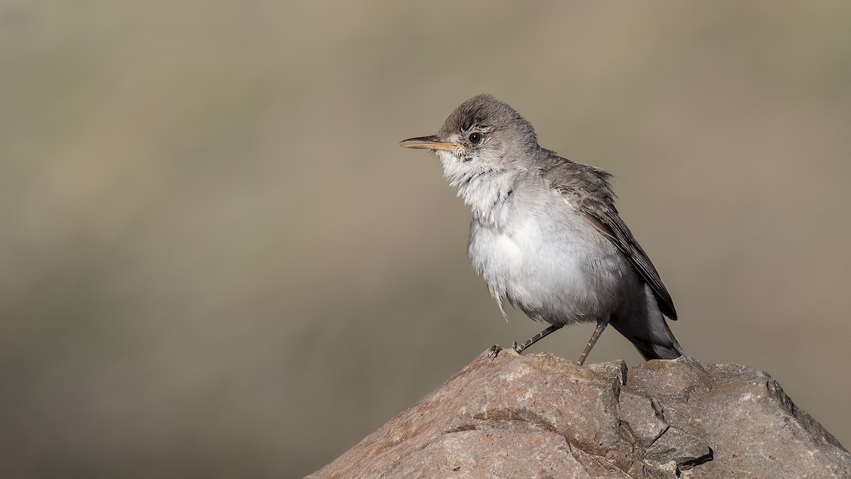 Upcher's Warbler - Mehmet ertan Tiryaki