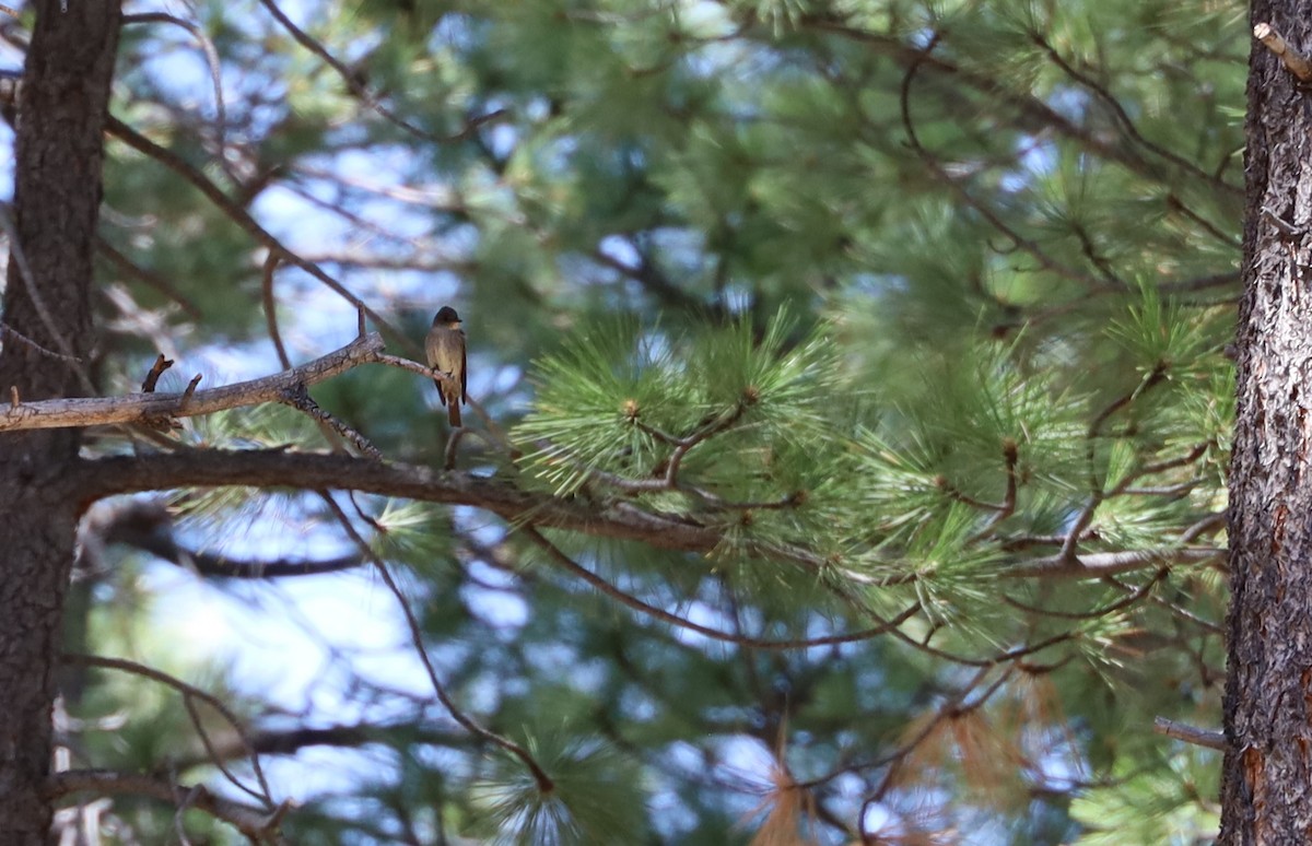 Western Wood-Pewee - ML243598641