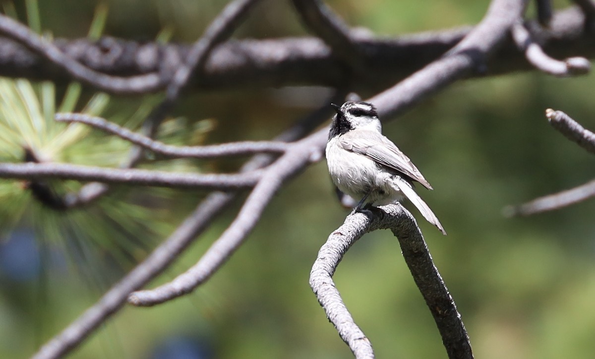 Mountain Chickadee - ML243598661